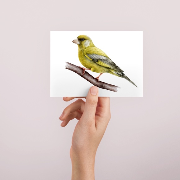 Greenfinch Bird Wall Art Watercolor Illustration Print Poster Card Unframed - Picture 4 of 5